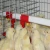 Import automatic water drinker for chicken drinking animal cup bird poultry nipples from China