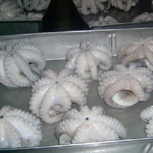 Best Quality Frozen Octopus/Young Frozen Octopus Wholesale Price