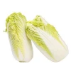 bulk fresh organic cabbage chinese cabbage  new harvest chinese baby cabbage for  export