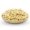 Bulk Pine Nuts / Wholesale Pine Nuts/dried Raw Pine Nut Kernel for Sale from ZA AA COMMON Cultivation