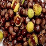 ChestNut  , Organic Sweet Yanshan Fresh Chest Nuts