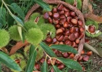 chestnuts organic horse chestnut seed