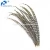 Import China Manufacturer Exporter High Prime Quality Lady Amherst Pheasant Tail Feathers from China