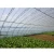Import Commercial Green house plastic cover 200 micron UV film,100% new material agriculture film,vegetable protect Green house film from China