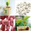 Creative Company Gift Wooden Box Magic Bean Plants Planted word beans