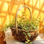 decorative hand-crafted wicker basket for sale
