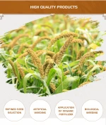 Dried Yellow Hulled Millet for Human Consumption yellow millet in husk without hull