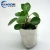 Import Eco Friendly hanging grow bag from China