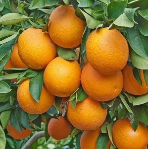 European Origin!!! Fresh Citrus Fruits, Juicy Oranges and Valencia