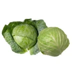 export green cabbage/fresh green cabbage