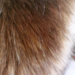 Fabric faux fur is available for soft faux dog plush multi-color toy Acrylic OEM plush Gsm picture process style pattern weight