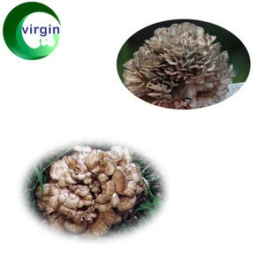Factory supply Free sample &amp; Best selling healthcare product Maitake mushroom Extract / grifolan Frondosa Extract Powder