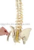 flexible spinal column, open sacrum (anatomical model,educational model)