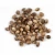 Import Natural Organic Hulled Hemp Seeds in Bulk from China