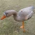 Import foldable white-fronted goose decoy for hunting from China