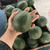 Fresh Avocados Fruit HIGH QUALITY