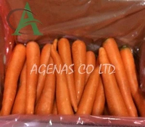 Fresh Carrot From Viet Nam