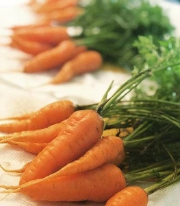 Fresh carrots / Fresh Farm Carrots