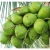 Import Fresh coconut/ Diamond shaped/Tender from Canada