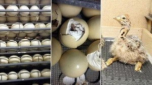 Fresh Fertile Ostrich Eggs and Chicks for Sale
