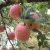 Import Fresh Fuji Apple Fruit for Sale From China from China