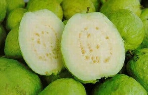 Fresh Guava High Quality and Best Price