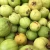 Import Fresh Guava Juicy Raw Quality Guava Fruit from South Africa