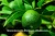 Import Fresh Lime/Fresh Lemon/Fresh Fruits! from India