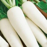 Fresh Radish