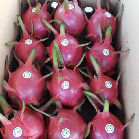 Fresh Red and White Dragon Fruit Made in VietNam with High quality