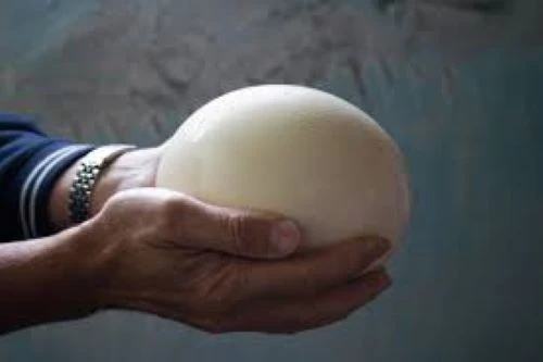 Fresh Rhea Eggs Available in Best Prices