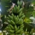Import Fresh Sweet organic cavendish banana best selling cheap price ready for export from india from India