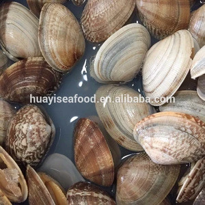 Frozen shellfish wholesaler export clean cooked baby clam