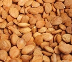 Grade A Apricot Kernels