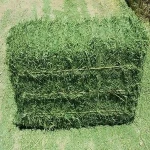 High Quality Animal Feed Alfalfa Hay From Ukraine