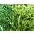 Import High Quality Cheap Artificial Turf Synthetic Grass From China from China