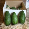 High Quality Farm Fresh Avocado From South Africa