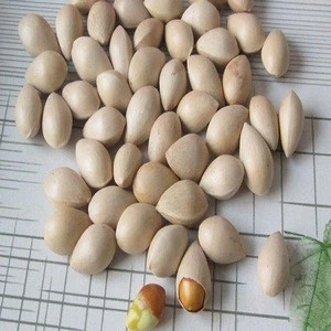 High Quality Ginkgo Nuts