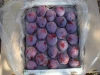 High Quality Plums for Sale