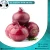 Import High Quality Red Onion from Egypt