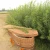 Import Hot Sale Best Price Wicker Coffin Natural Funeral Willow Coffin from China