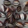 Hot sales seashell tiger cowrie shells for art craft