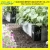 Import Ideal outdoor plants, gardeners supply, large garden containers from China
