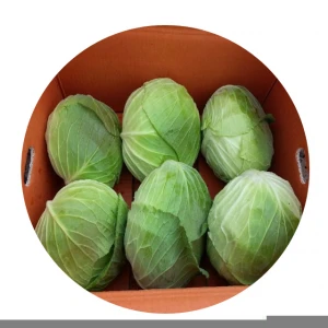 Korea Grown Vegetable Seowooha Cabbage Fresh Delicious High Fiber Naturally Sweet Healthy Veggies for family and Kid