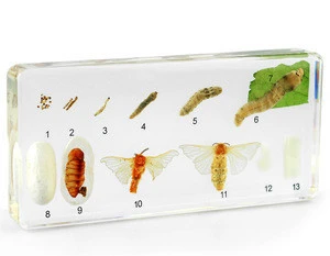 Learning Resources Silkworm life cycle specimen display