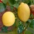Import Lemon Lemon Good Farm Price Wholesale High Quality Grade A Cheap New Crop Citrus Fruits Fresh Lemon  For Sale from China