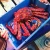 Import Live King Crab for Sale from USA