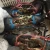 Import Live MUD CRAB Whole Round From INDONESIA from Indonesia