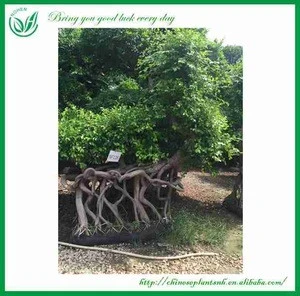 Living Bonsai Ficus Natural Plant
