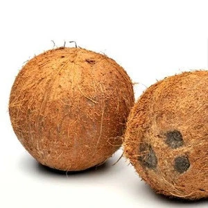 Matured Fresh Brown Semi Husked Coconuts..
